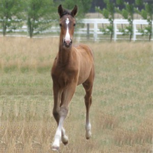 foal-1.jpg